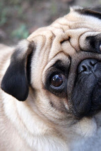 Meet your Posher, Thalia